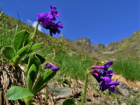Laghi e Monte Ponteranica-Monte Avaro dai Piani-6giu22- FOTOGALLERY